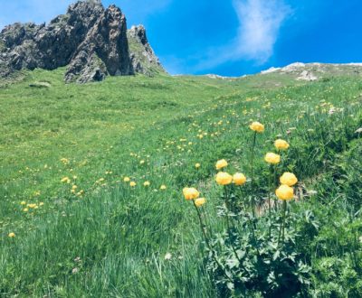 geschützte Pflanzen, Artenviellfalt, seltene Bergblumen, Bergkräuter und Gräser