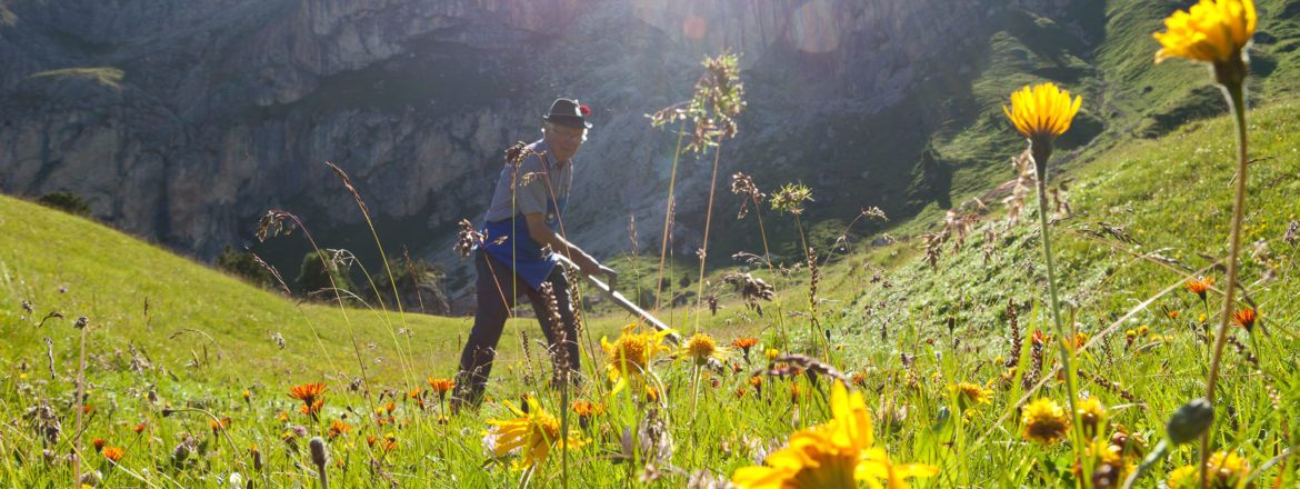 Bergblumen, Bergkräuter, Berggräser, alpine Vegitation, geschützte Pflanzen