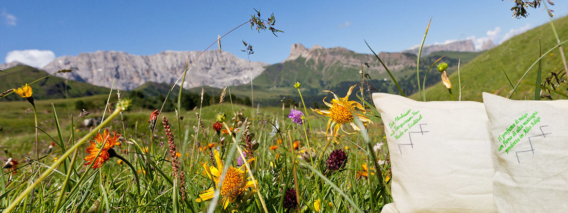 Das Almkissen, Bergkräuter, Bergwiesen Heu, Südtiroler Almwiiesen