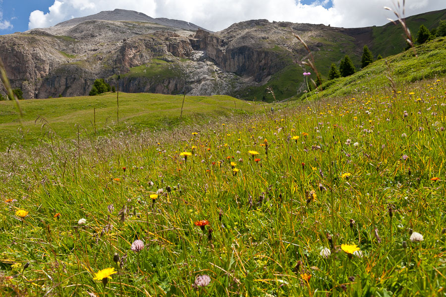 Bergwiesen Flora, Artenvielfalt, ätherische Öle, Cumarin, 